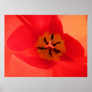 Poster À l'intérieur d'une tulipe