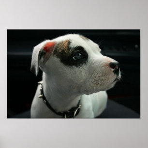 Poster À l'os de pitbull de chiot