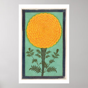 Poster A Marigold, de l'album Small Clive (avec c/c sur p