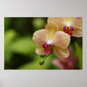 Poster A nice couple