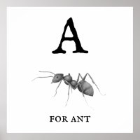 "A" pour Ant