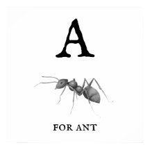 "A" pour Ant
