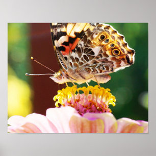 Poster À proximité de ce magnifique papillon de la nature