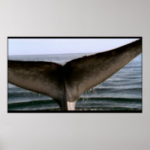 Poster à queue de baleine