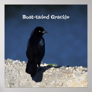 Poster à queue de bateau