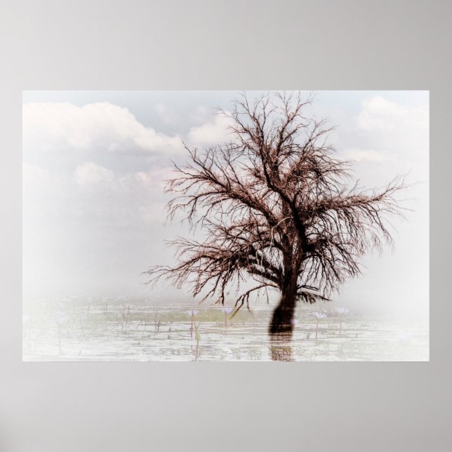 Poster A SINGLE TREE IN A SWAMP WITH FOG (Front)
