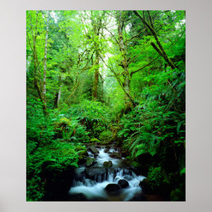 Poster A stream en old-growth forest