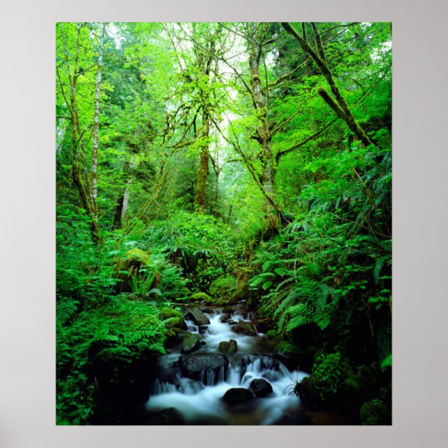 Poster A stream en old-growth forest (Devant)