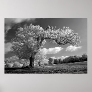Poster A Tree blows in the Wind