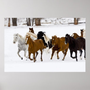 Poster A winter scenic of running horses on The