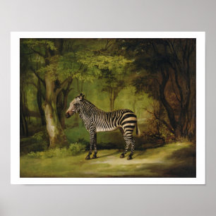 Poster A Zebra, 1763 (huile sur toile)