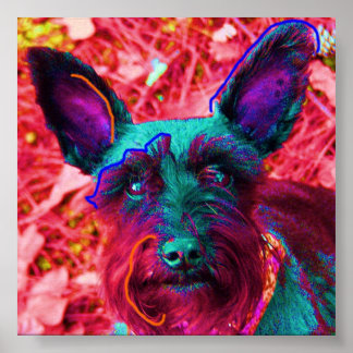 Poster Abby le Schnauzer