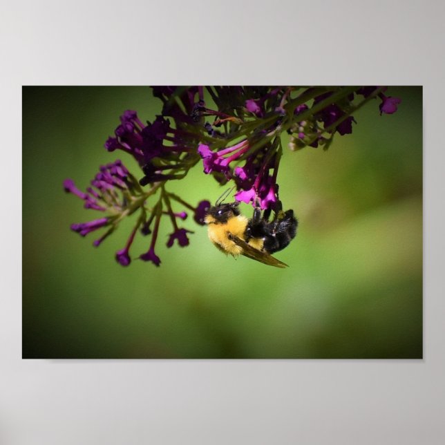 Poster Abee, (Devant)