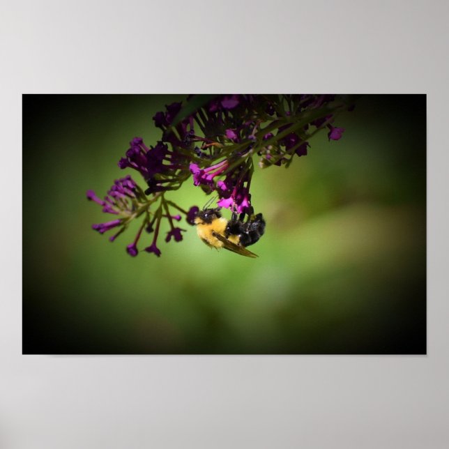 Poster Abee, (Devant)