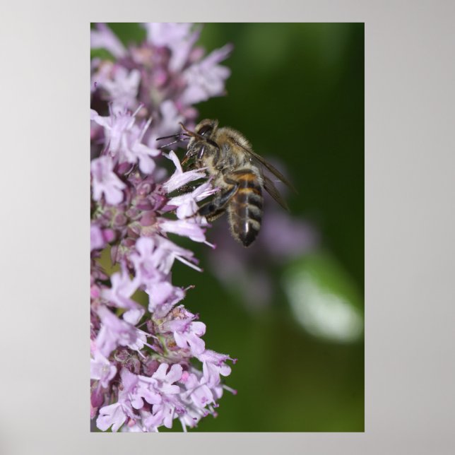 Poster Abee (Devant)