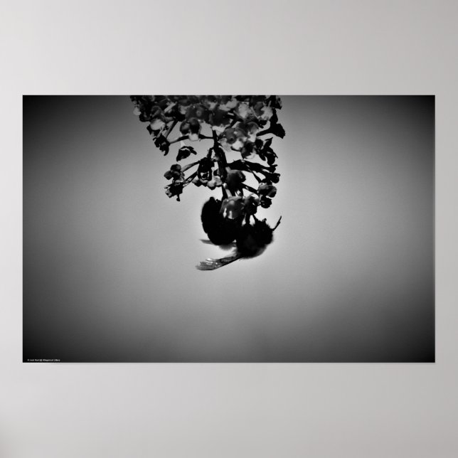 Poster Abee, (Devant)