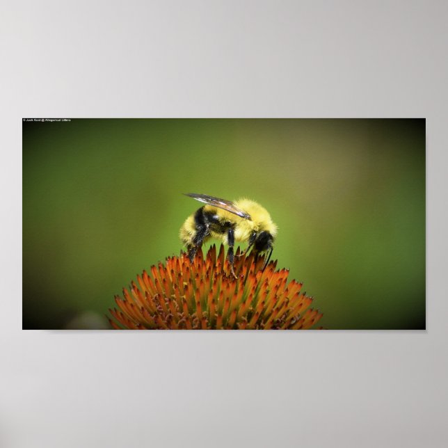 Poster Abee, (Devant)