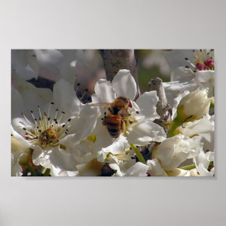 Poster abeille