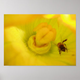 Poster Abeille à Jaune Zucchini Flower