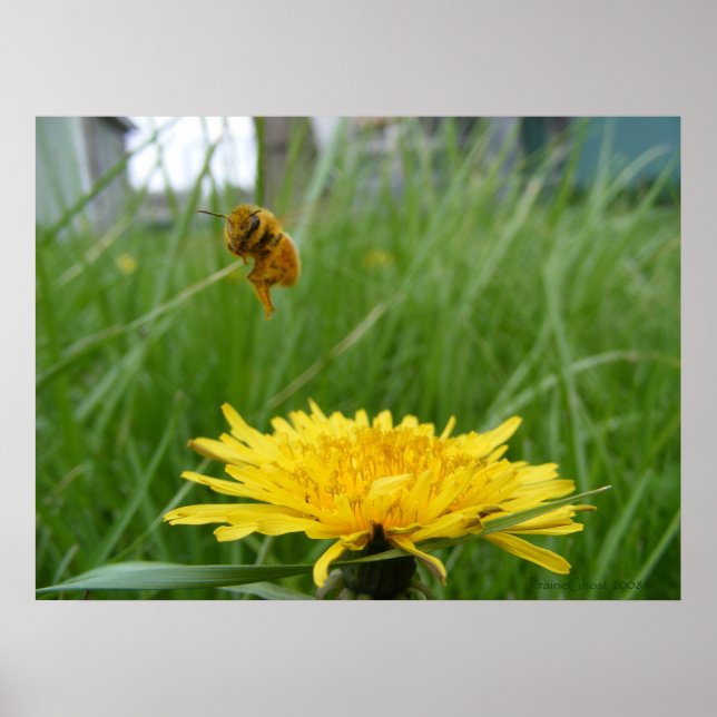 Poster Abeille à miel de Pollenface (Devant)