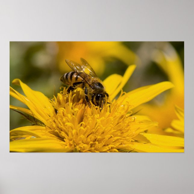 Poster Abeille africaine de miel avec Sacs de pollen nour (Devant)