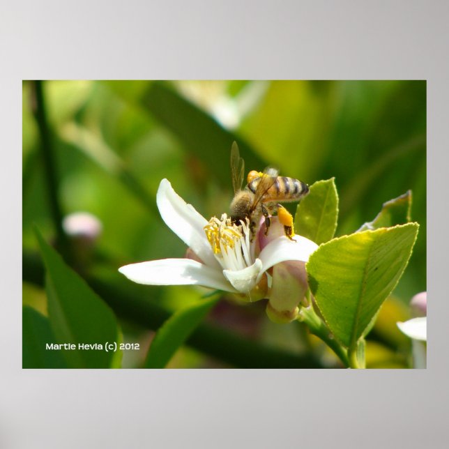 Poster Abeille de fleurs de citron (3) (Devant)