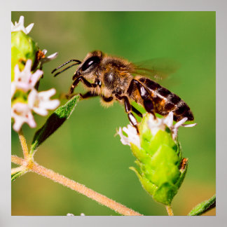 Poster Abeille de miel en action