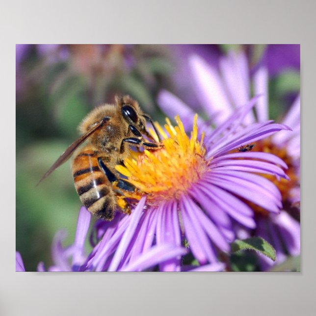 Poster Abeille de miel sur Fleur rose violet (Devant)