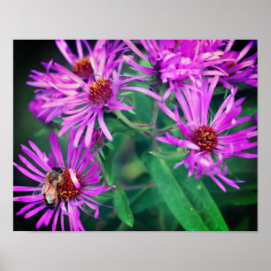 Poster Abeille de miel sur rose Nouvelle-Angleterre Aster