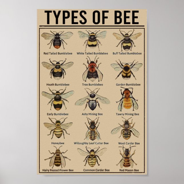 Poster Abeille éducative vintage (Devant)