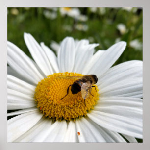 Poster abeille et marguerite