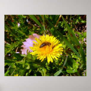 Poster Abeille et pissenlit