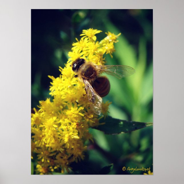 Poster Abeille et verge d'or (Devant)