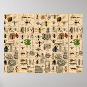 Poster Abeille Insecte Bug Guêpe Histoire Naturelle Abeil
