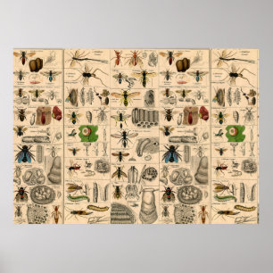 Poster Abeille Insecte Bug Wasp Histoire naturelle abeill