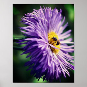 Poster Abeille minuscule sur la fleur marguerite violette