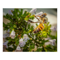 Abeille Occupée Pollinisant des Fleurs – Photo de