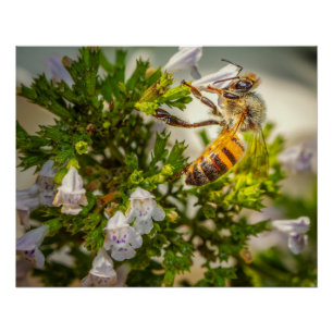 Poster Abeille Occupée Pollinisant des Fleurs – Photo de