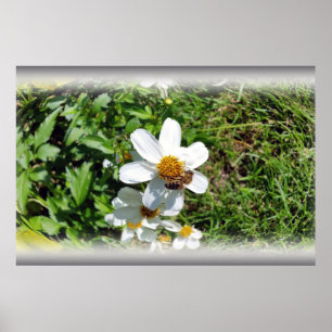 Poster abeille occupée sur la fleur blanche
