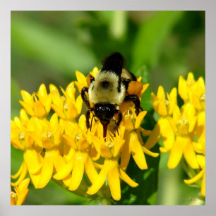 Poster Abeille se régalant de fleurs sauvages d'Asclépiad