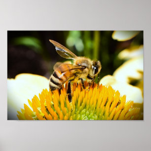 Poster Abeille sur coneflower,