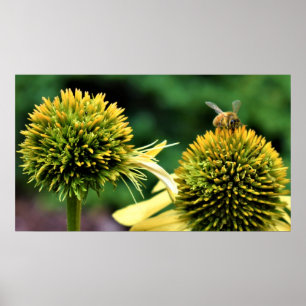 Poster Abeille sur coneflower