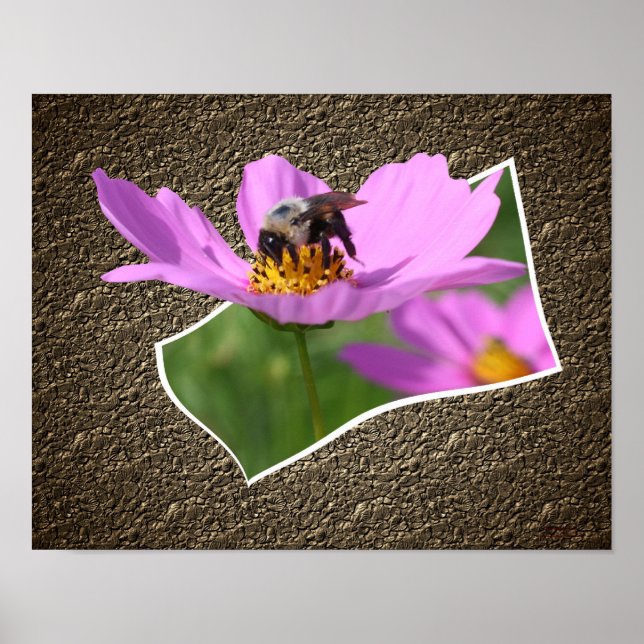 Poster Abeille Sur Cosmos Flower Out Of Frame (Devant)