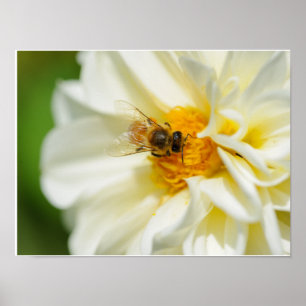 Poster Abeille sur fleur
