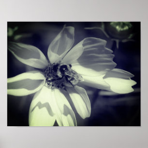Poster Abeille Sur Fleur Cosmos Noir Et Blanc