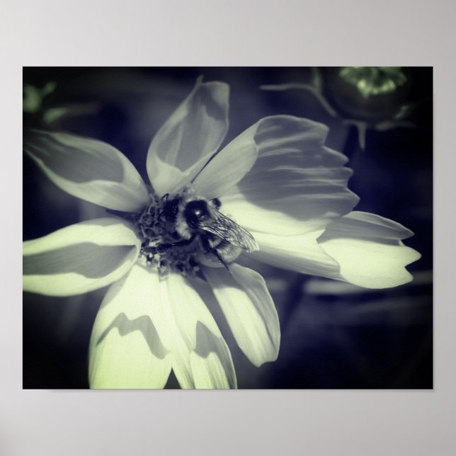 Poster Abeille Sur Fleur Cosmos Noir Et Blanc (Devant)