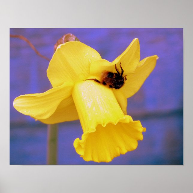 Poster Abeille sur la jonquille (Devant)