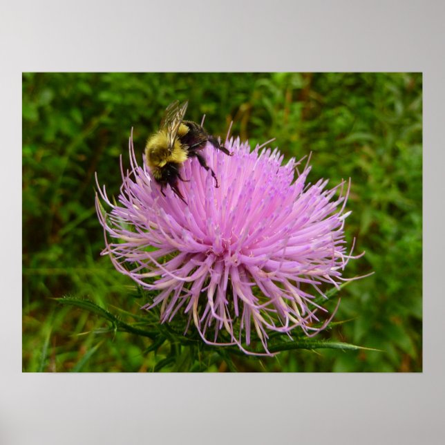 Poster Abeille sur la nature de la fleur de chardon (Devant)