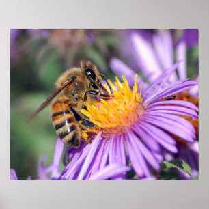 Poster Abeille sur l'affiche Fleur Jaune & Violet