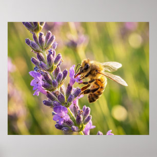 Poster Abeille sur lavande